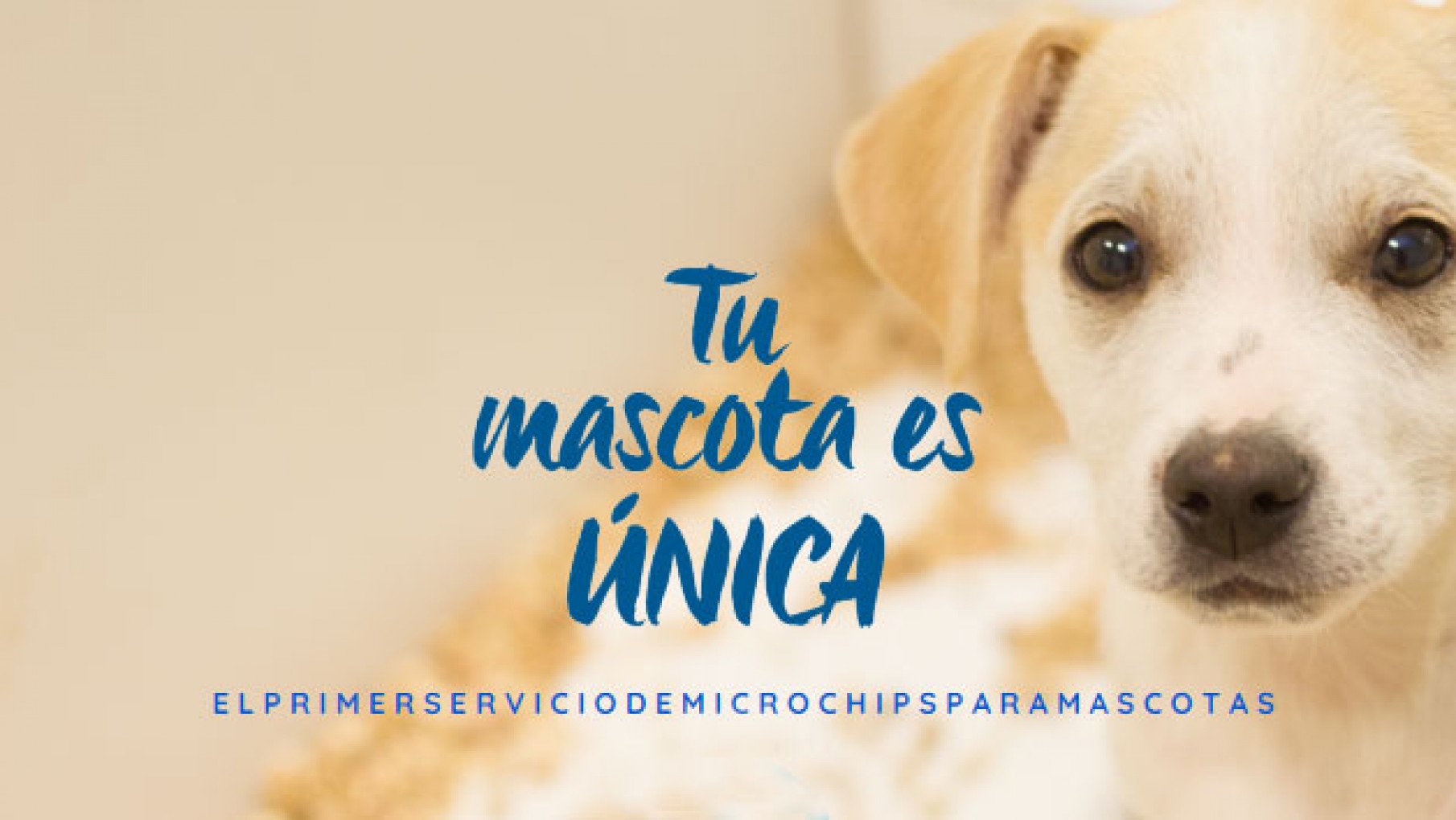 PUPPIS LANZA SU SERVICIO DE MICROCHIP PARA PERROS Y GATOS