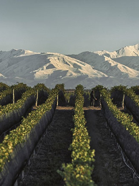 BODEGA DOÑA PAULA SIGUE COSECHANDO BUENOS PUNTAJES