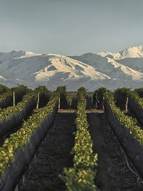 BODEGA DOÑA PAULA SIGUE COSECHANDO BUENOS PUNTAJES
