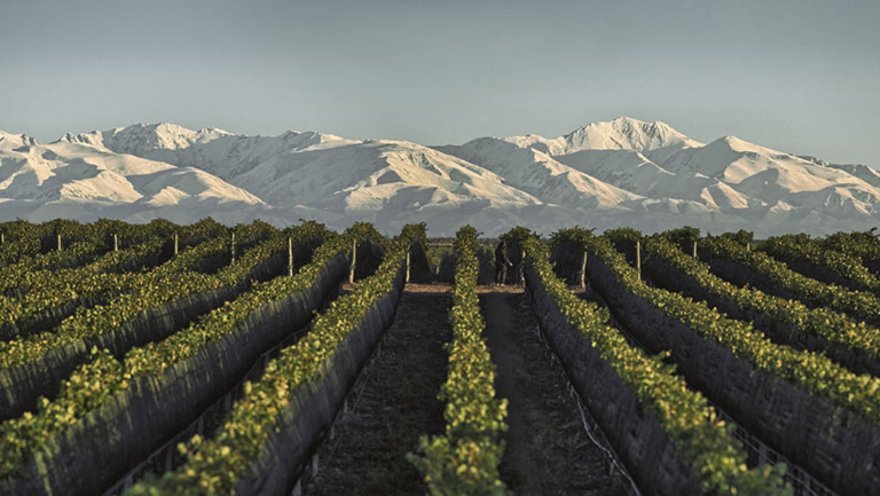 BODEGA DOÑA PAULA SIGUE COSECHANDO BUENOS PUNTAJES