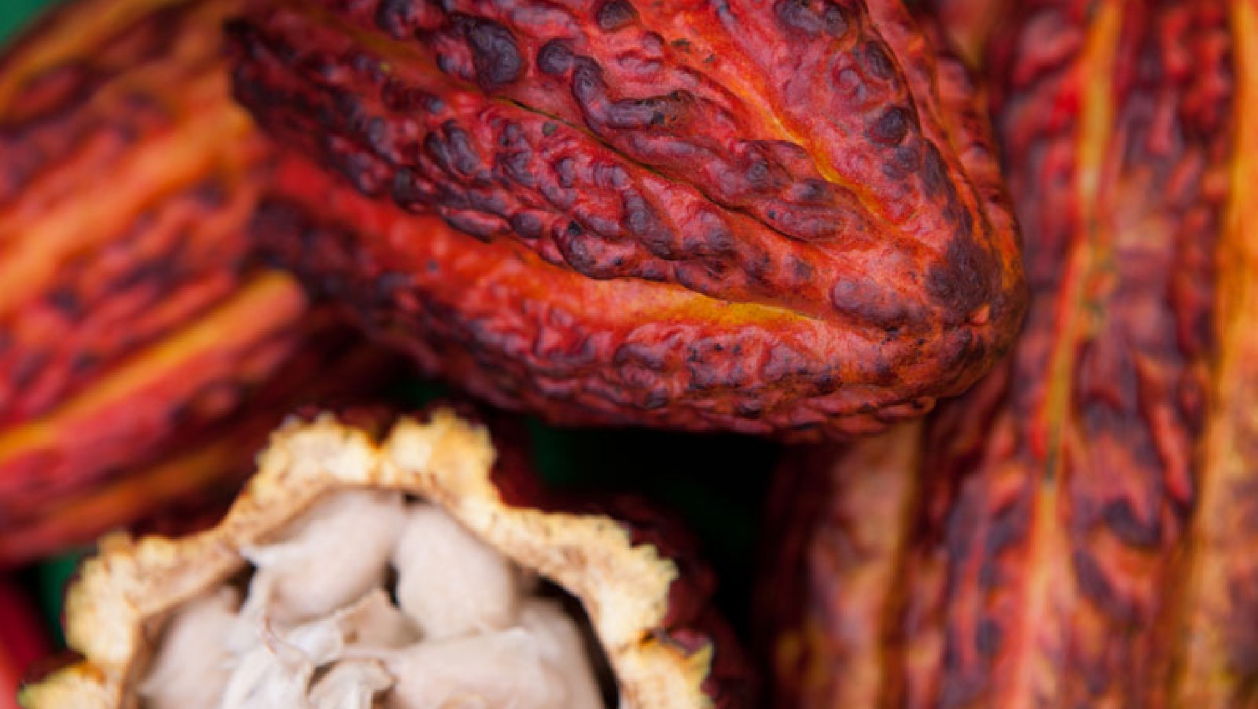 El Chocolate y la Biodiversidad: Cata de cacao del Perú