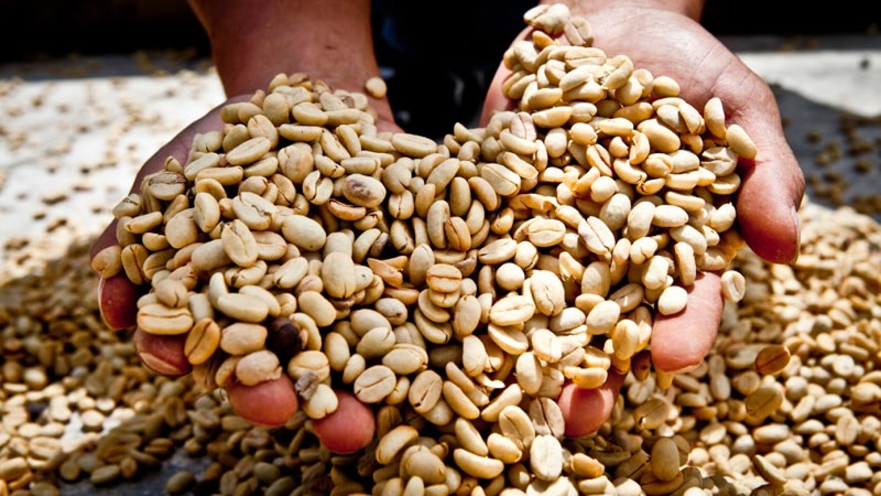 El café peruano conquista el paladar argentino