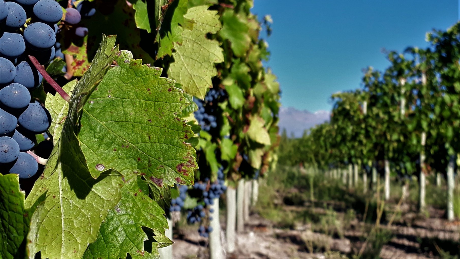 ANTICIPO VENDIMIA 2022: Bodega Doña Paula