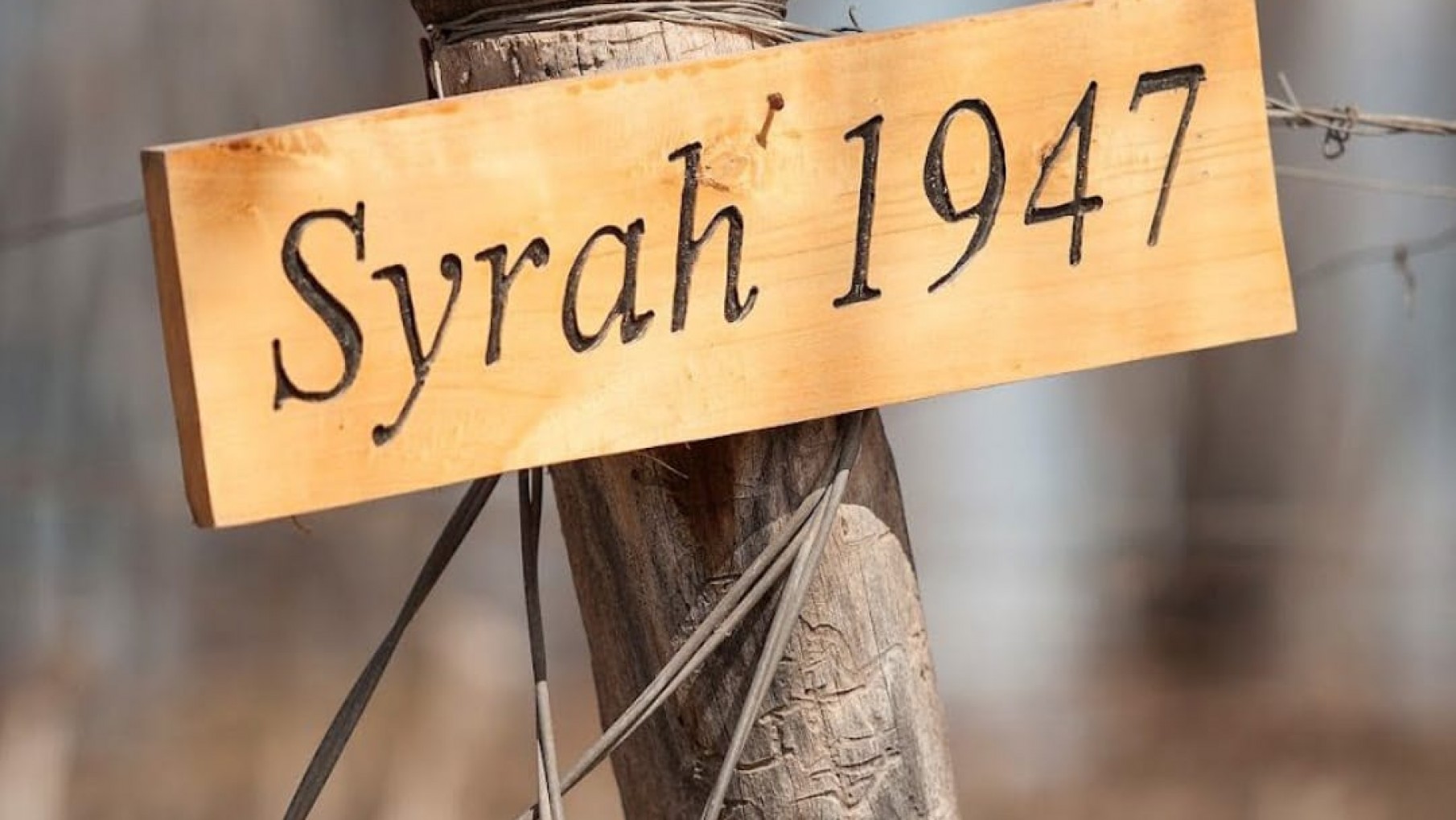 UN SYRAH AFAMADO PARA UN PADRE DICHOSO.