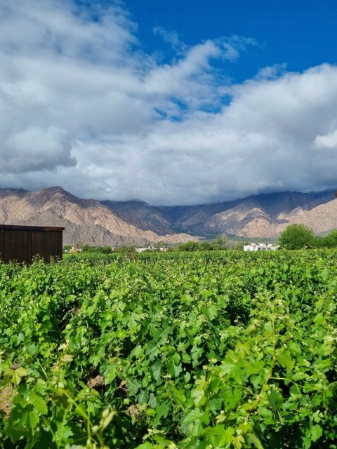 EL PORVENIR WINE LODGE, NUEVA MECA DE CAFAYATE.