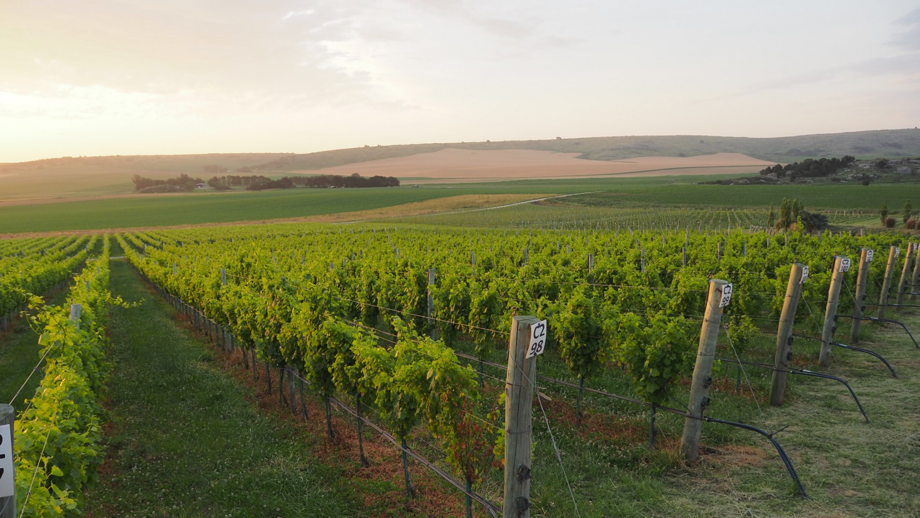 CASTEL CONEGLIANO, ESPUMANTES DEL ATLANTICO.