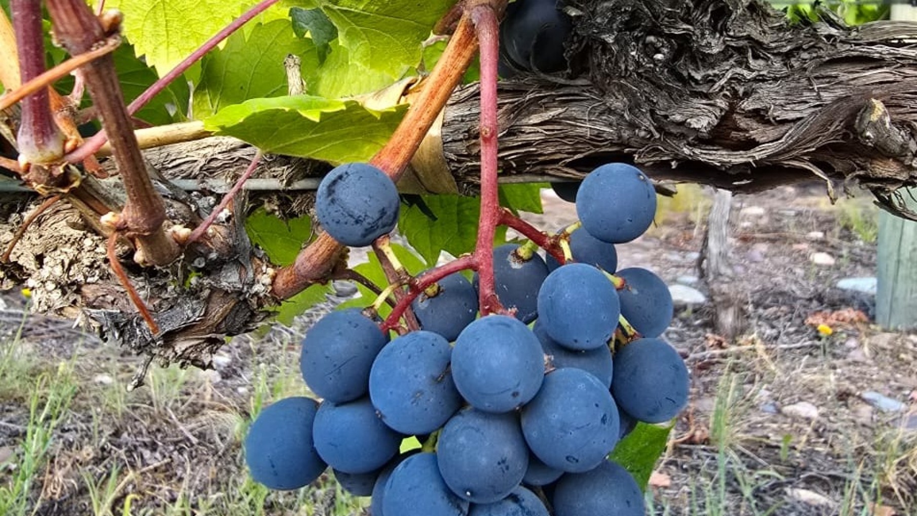 APRECIACIONES SOBRE LA COSECHA 2025 DE BIANCHI