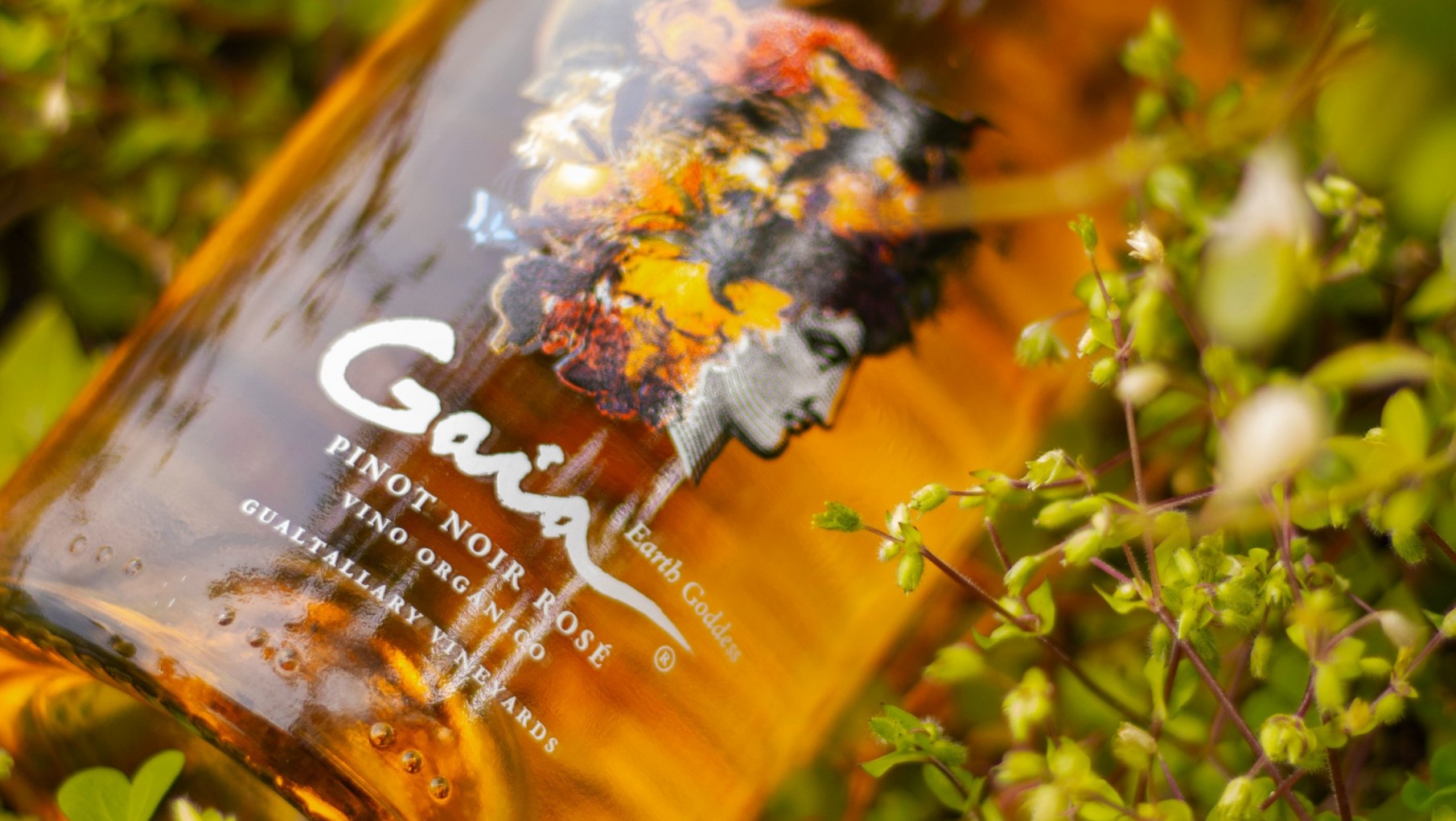 BELLO PINOT ROSÉ EL GAIA.